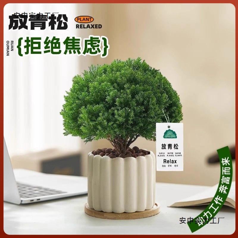 Misty pine potted plants are small fresh indoor living rooms with…