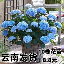 10��8.8Ԫ ������o�M��С���ļ��_���������Ժ��B�Ļ���ֲ��