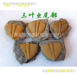 ��Ȼ��ʯ�^�pʯ�ջ�ʯ���~�xβ��覴ý̌W���Ճ�ͯ�dȤ��ʯ2665