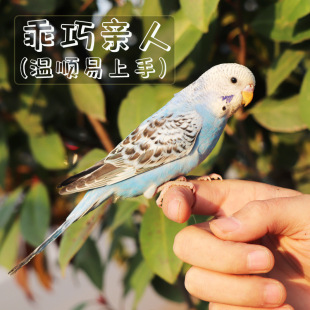 �W�^���B���ﻢƤ�W�^С�B���B���W�fԒ���B��B������С���W�^