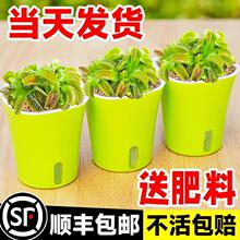 捕蝇草盆栽超大猪笼草茅膏菜食人花捕虫草食虫绿植物水培趣味驱蚊