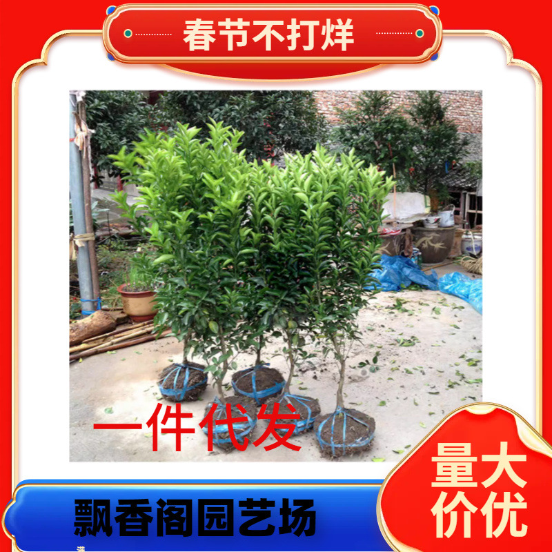 沙糖桔树苗早熟金秋砂糖橘子树苗嫁接蜜桔柑金桔苗南北方种植果树