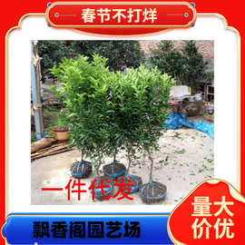 沙糖桔树苗早熟金秋砂糖橘子树苗嫁接蜜桔柑金桔苗南北方种植果树