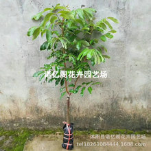 龙眼树苖盆栽水果树苗储良桂圆石硖南方四季庭院种植地栽果树果苗