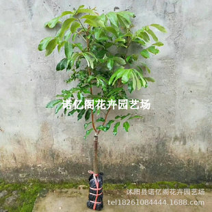 ���ۘ��m����ˮ�����烦�����Aʯ���Ϸ��ļ�ͥԺ�Nֲ���Թ������