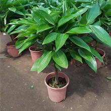平安树客厅盆栽大幸福树旺宅绿植幸福树办公室内四季常青盆景植物