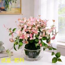花叶络石水培苔藓球禁止焦虑玻璃花盆精美耐寒好养办公室桌面绿植