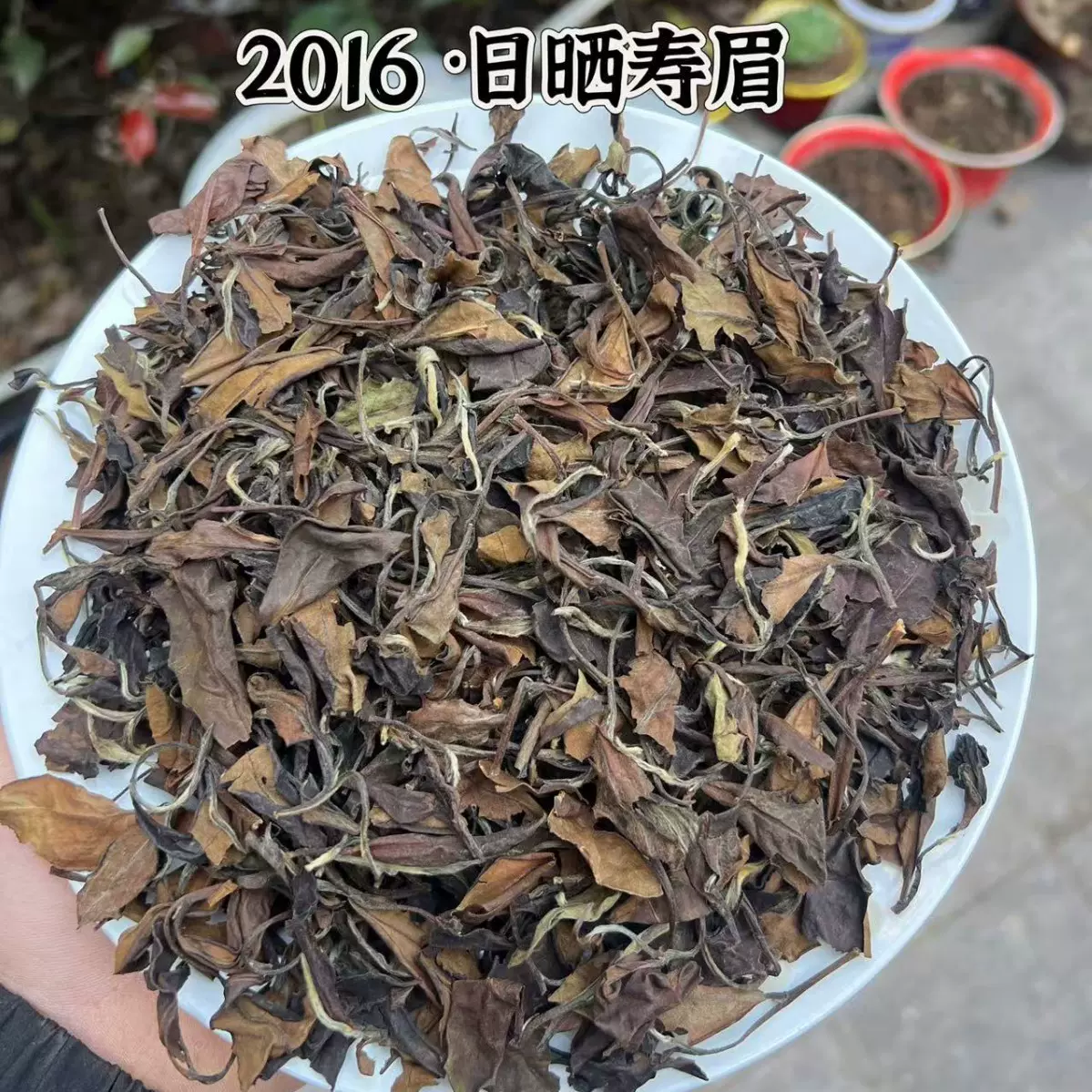 2016年日晒寿眉老白茶叶自己喝福鼎白茶正宗福鼎老白茶散茶茶叶