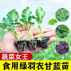 オールシーズン食用グリーンケール苗、グリーンパープルケールパウダーレインコートケール苗、春野菜苗