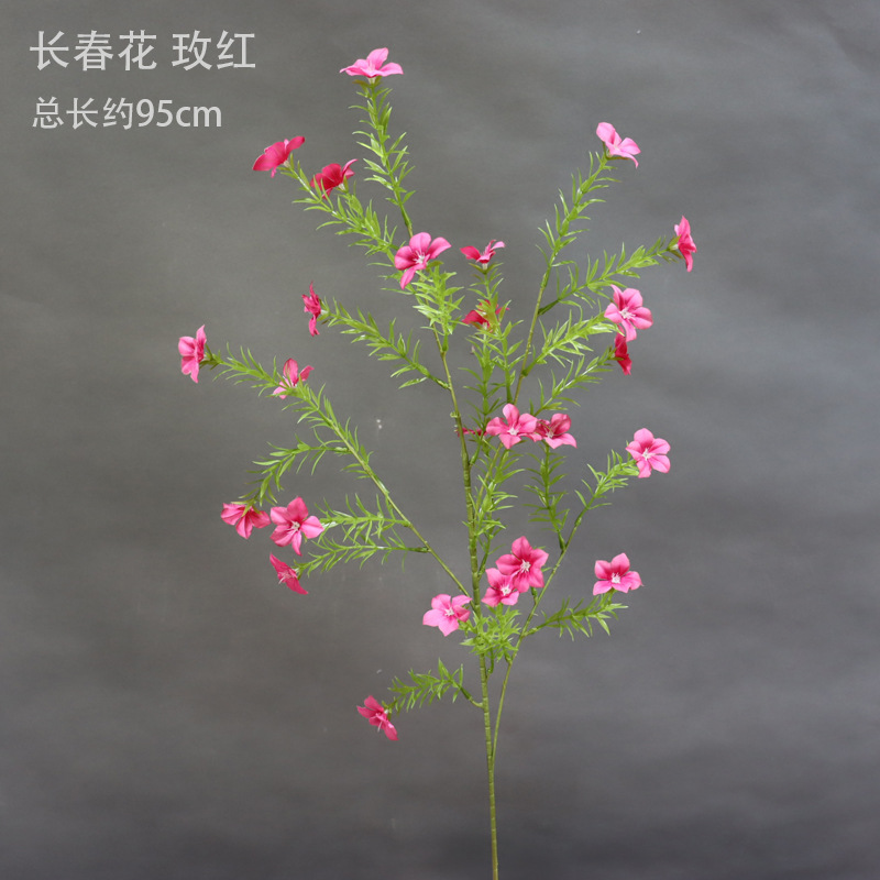 Rosa Roja Periwinkle