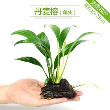 �~�ב���ˮ��ֲ����w��ˮ���o�ݸ��쾰ˮ�����к󾰳�ľ�ײ�