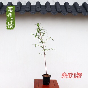 Red Cold Bamboo, Purple Cold Bamboo, Classy Classy Bamboo, Indoor and Outdoor Courtyard Popular Bamboo, Inner Door Bamboo, Rice Bamboo