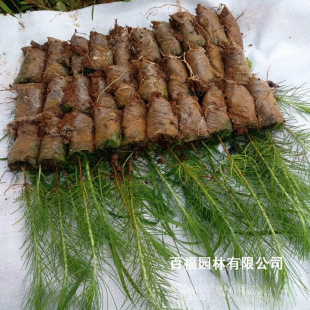 �ٸ��@�����l������ �����С�� ���� �G��С�����l������