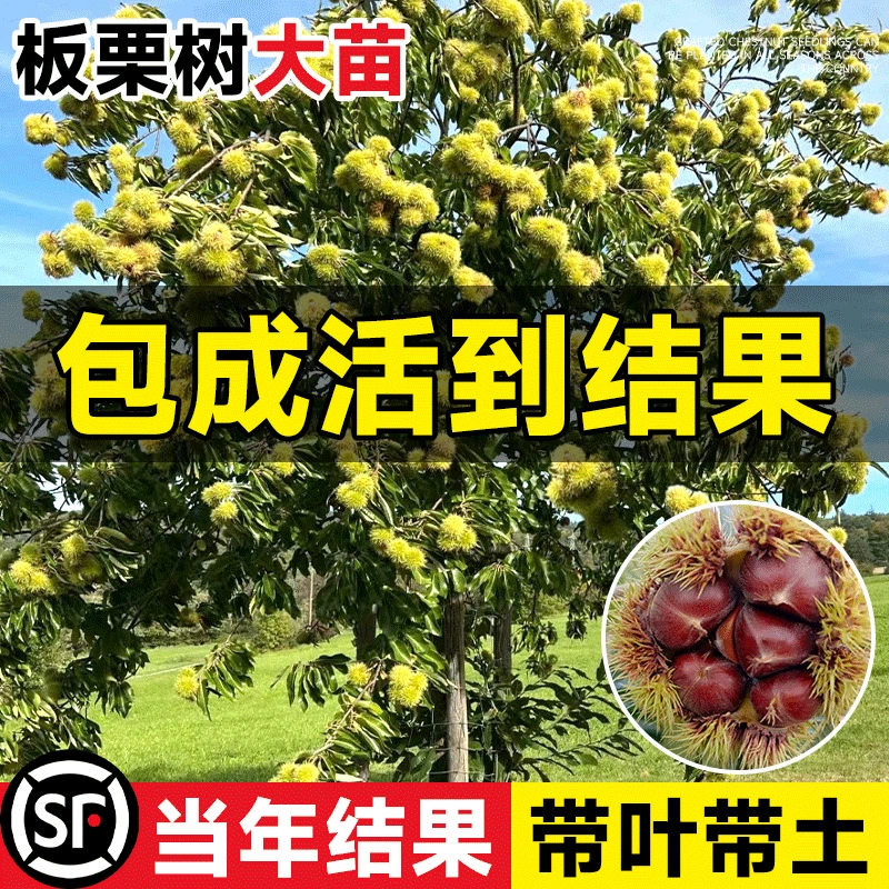 Саженцы каштана с красным плодом для посадки в грунт, морозостойкие саженцы каштана для северных и южных регионов, подходящие для посадки во дворе и плодоношения в том же году.