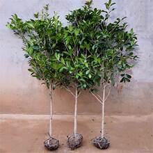 �𻨽��F���ͥԺ���Խ��ԭ���ߗU�����ļ��_����������Ԇ�ľ