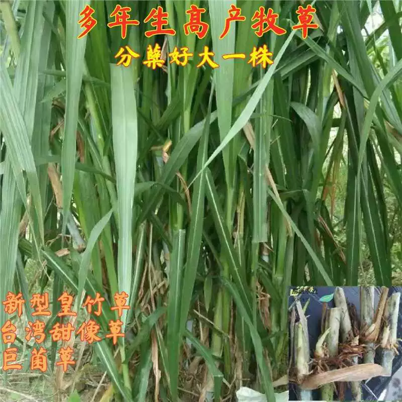 Бесшерстная сладкая слоновая трава № 3, новая королевская бамбуковая трава, гигантская грибная трава, красная слоновая трава, всесезонное зеленое кормовое семя многолетника.