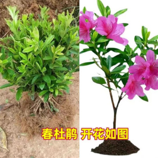 Dujuan Maojuan Chunjuan Saplings Are Planted in the South, Four-Season Evergreen Greening Plants, Courtyard Green Plants, Flower Bed Projects