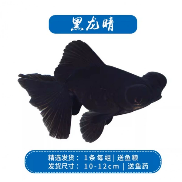 [1条黑龙睛10-12]