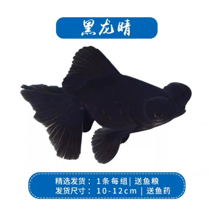 Pack of goldfish ornamental fish small freshwater easy care coldwater fry beginner baby goldfish ranchu koi