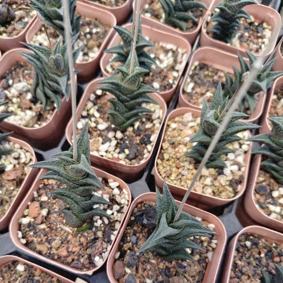 Группа синих бобов сырая многоголовая 4-10 головка с ароматом и мясо с шестом