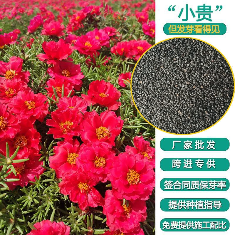 Двойной Солнечный цветок семена сосновый лист пион двор красочный широкий Подсолнух четыре сезона открытый трава цветок семена цветов