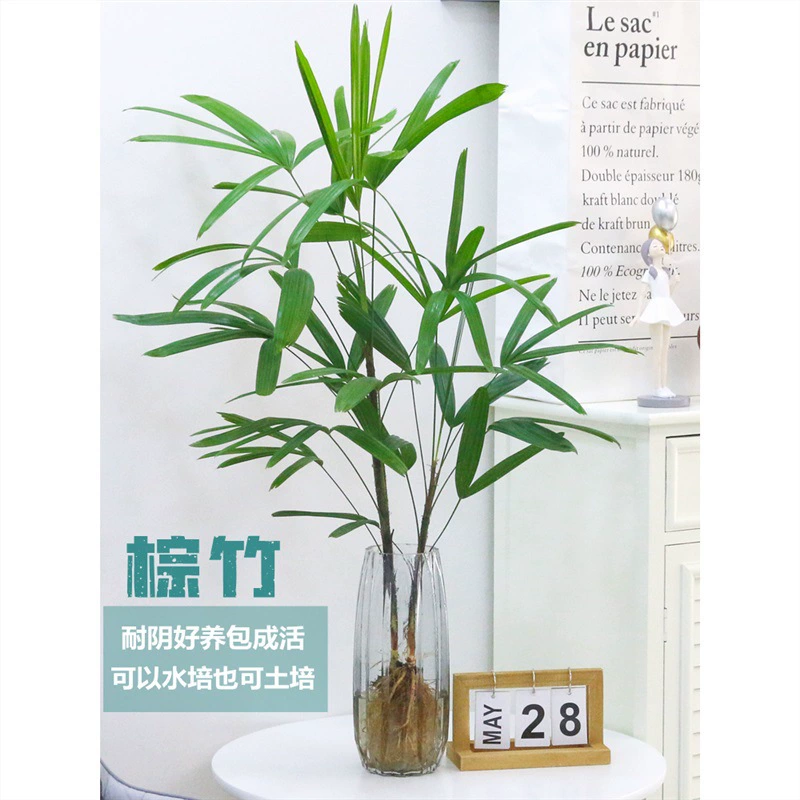 Гидропонное растение Коричневый бамбук Горшечное растение Крытый Хороший устойчивый к голени Бамбук Четыре сезона Богатый бамбук Зеленое растение Цветы Водный питательный бамбук Гуаньинь