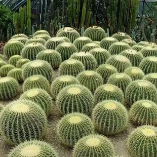 Large Golden Tiger Cactus Potted Plant for Courtyard Landscaping, Sand-Loving Plant, Radiation-Resistant Desktop Golden Tiger Plant