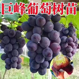 �޷�����������������������ј������ј��m�ϱ����Nֲ����Y��