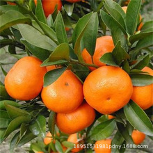 ɰ�����Ә��������Ә����������玧���Nֲ������䱱���Ϸ��Nֲ