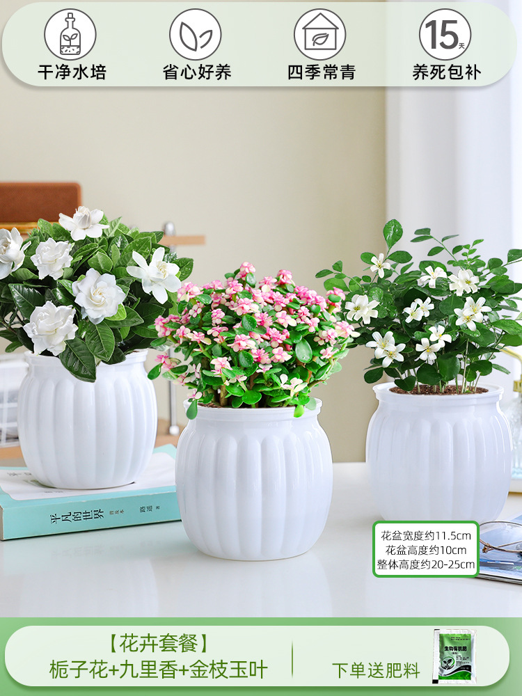 [꽃패키지] 치자나무 + 구리향 + 황금가지와 옥잎