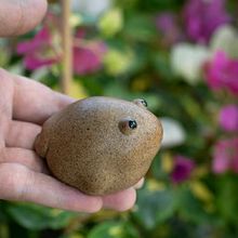茶宠紫砂可爱金蟾创意粗陶小摆件摆设可养陶瓷茶玩茶道配件