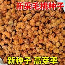 毛桃种子野毛桃树毛桃核种籽山桃山杏山樱桃嫁接红梅绿梅桃树砧木