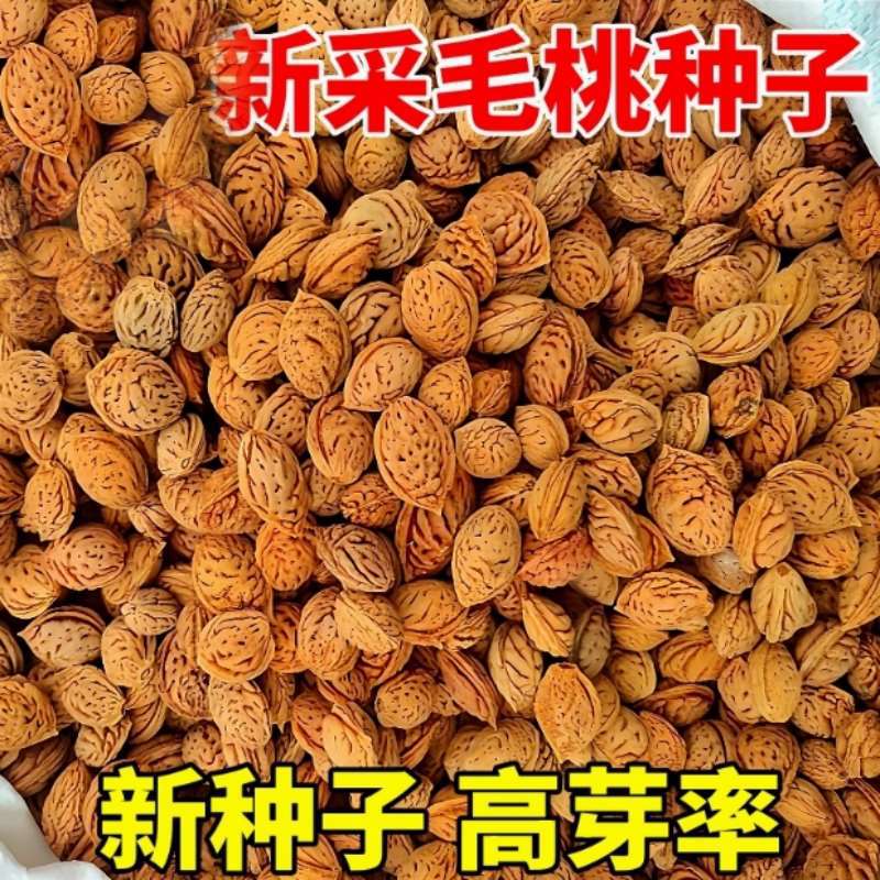 毛桃种子野毛桃树毛桃核种籽山桃山杏山樱桃嫁接红梅绿梅桃树砧木
