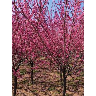 ÷������ԭ���޽��D÷��÷�t÷��ɰ÷����÷ͥԺ�҃����Ի���ֲ��