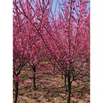 梅花树苗原生嫁接腊梅白梅红梅朱砂梅美人梅庭院室内盆栽花卉植物