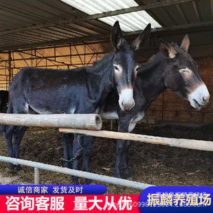 �������H�r��Сë�H�H���ӳ����H���w �����H���H���Bֳ��