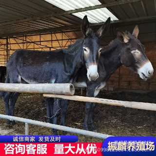 关中驴 德州驴 三粉驴 肉驴价格 养驴崽 种肉驴 活驴苗