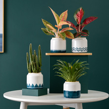 北欧风现代小绿植桌面手绘陶瓷花盆简约创意个性多肉花器室内盆栽
