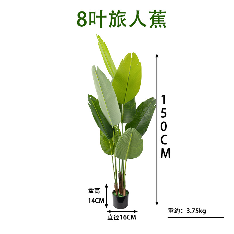旅人蕉8叶高150cm.jpg