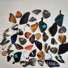 蝴蝶标本翅膀蝶翅画饰品材料玻璃罩填充物0.3元一片，100片起