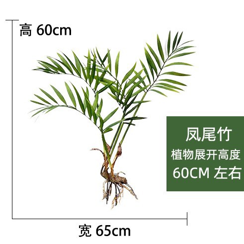 Phoenix tail Bamboo Nuevo