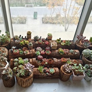 Wooden tank flower trough, succulent log flower pot solid wood wood trough potted wall hanging wall wooden slot Tianya net red shooting prop