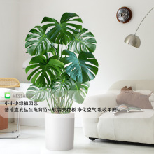 龟背竹客厅特大号盆栽大叶老桩植物室内大型好养易活落地四季绿植