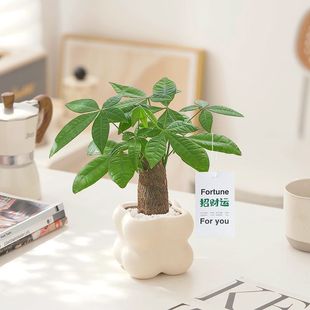 Money Tree Small Potted Indoor Green Plant Office Living Room Desktop Fortune Plant Purifies the Air and Is Easy to Maintain in All Seasons