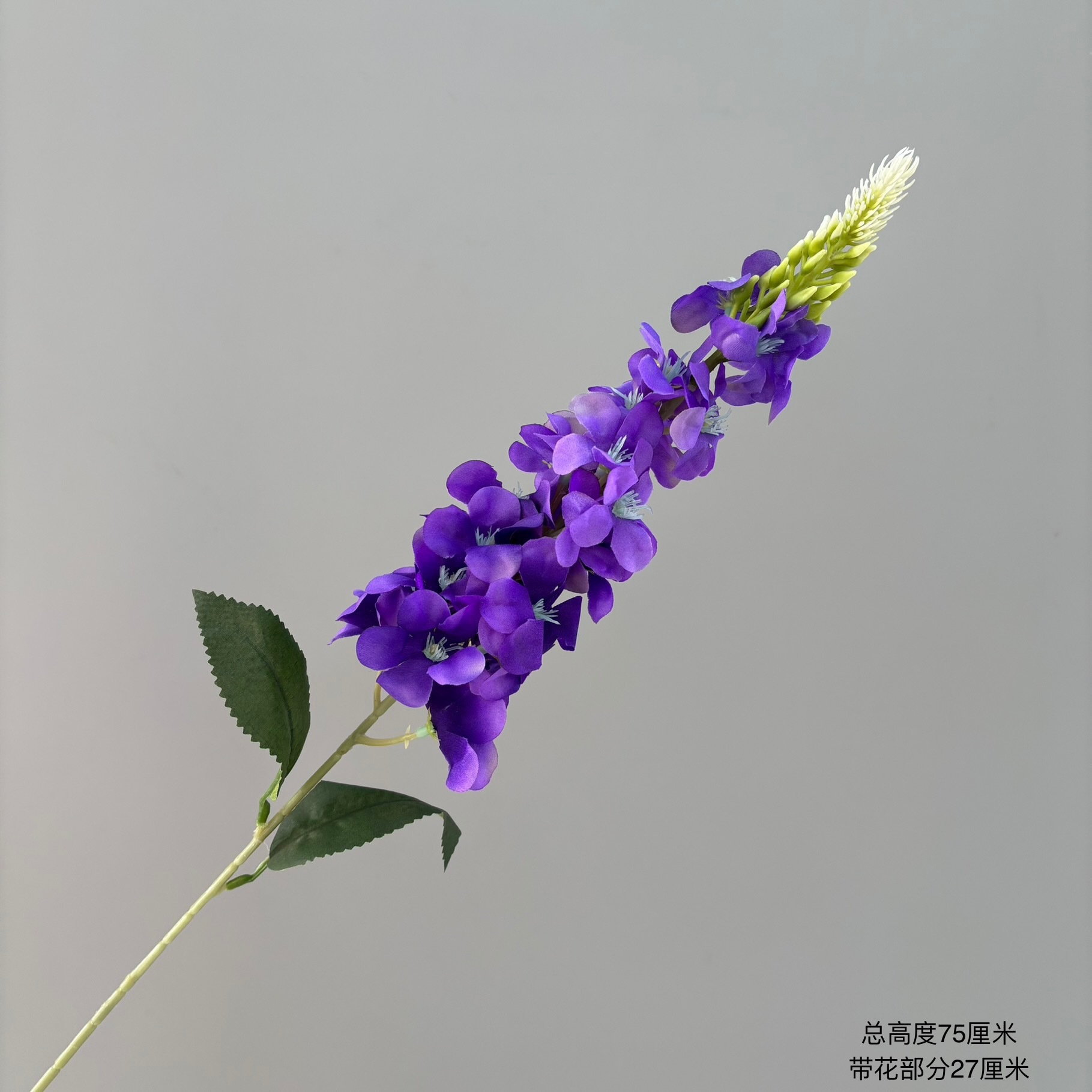 단일 히아신스(진한 보라색)