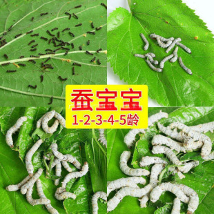 ���]�Q�����W���B�Q���b���Q�ѷN�ѻ�����Ȼ��ɫ���r��ֱ�N��