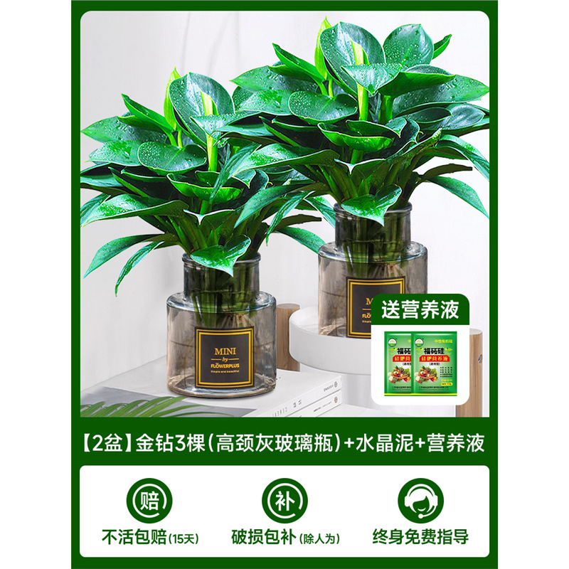 [주인 추천]✅[화분 2개] 골든 다이아몬드 3개(하이넥 그레이 유리병) + 크리스탈