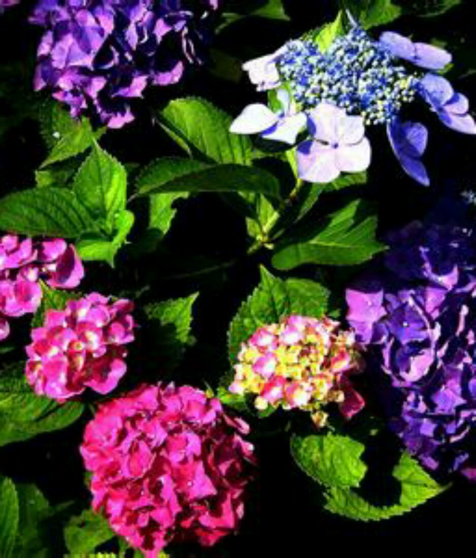 Гортензия питомник Xiaoshan Прямая оптовая продажа большое количество различных спецификаций проекта озеленения