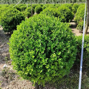 �����S���� ���� �|���� ���Ԯa�؃r�� ��·�@�־G��ɫ�K�����l