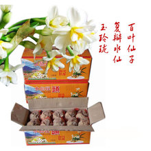 复瓣水仙花头批发 二级种球重瓣水仙年宵室内冬季水培花卉盆栽